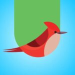 Flycatcher Toys